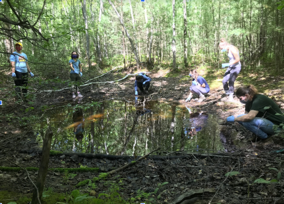 Vernal Pools